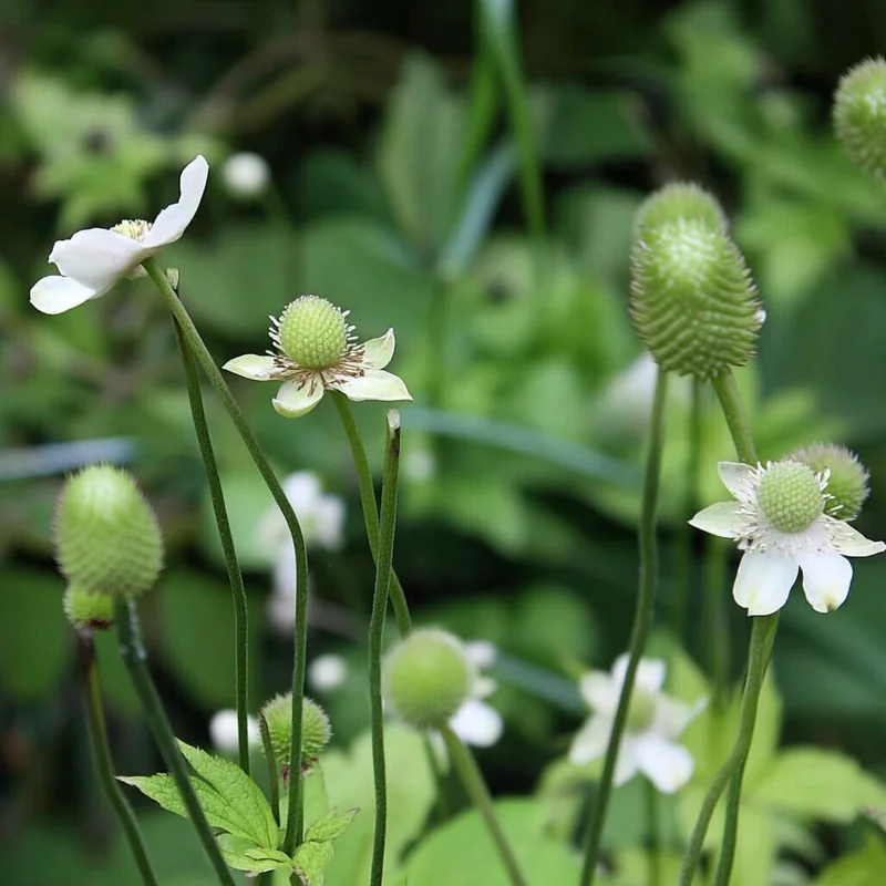 Thimbleweed Seeds – 50 Heirloom Anemone cylindrica – Pollinator Friendly Wildflower - Image 4