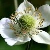 Thimbleweed Seeds – 50 Heirloom Anemone cylindrica – Pollinator Friendly Wildflower - Image 1