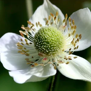 Thimbleweed Seeds – 50 Heirloom Anemone cylindrica – Pollinator Friendly Wildflower - Image 1