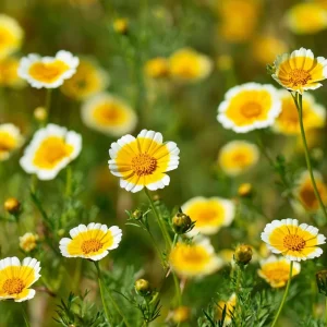 Tidy Tips Seeds - Layia platyglossa Yellow & White Wildflower - 150 Seeds - Image 2