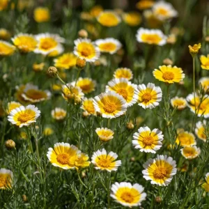 Tidy Tips Seeds - Layia platyglossa Yellow & White Wildflower - 150 Seeds - Image 3
