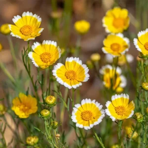 Tidy Tips Seeds - Layia platyglossa Yellow & White Wildflower - 150 Seeds - Image 4