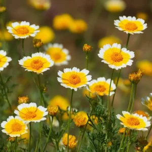 Tidy Tips Seeds - Layia platyglossa Yellow & White Wildflower - 150 Seeds - Image 1