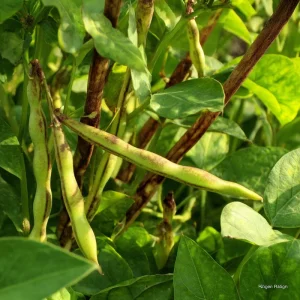 Tiger's Eye Bean Seeds - 25 Heirloom Bush Bean Seeds, Speckled Pods - Image 2