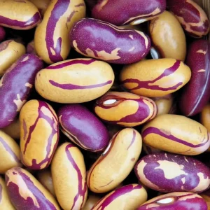 Tiger's Eye Bean Seeds - 25 Heirloom Bush Bean Seeds, Speckled Pods - Image 3