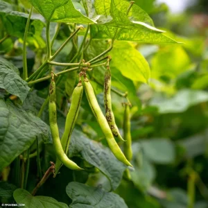 Tiger's Eye Bean Seeds - 25 Heirloom Bush Bean Seeds, Speckled Pods - Image 4