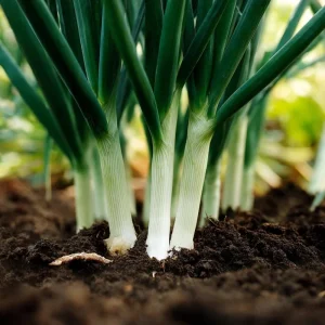Tokyo Long White Bunching Onion Seeds - 200 Count, Mild & Tender, Heirloom Vegetable - Image 2