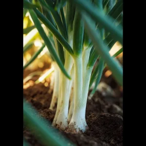 Tokyo Long White Bunching Onion Seeds - 200 Count, Mild & Tender, Heirloom Vegetable - Image 3