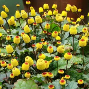 Toothache Plant Seeds - Spilanthes Oleracea - 200 Eyeball Plant Medicinal Herb Seeds - Image 2