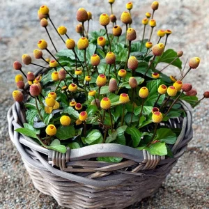 Toothache Plant Seeds - Spilanthes Oleracea - 200 Eyeball Plant Medicinal Herb Seeds - Image 3