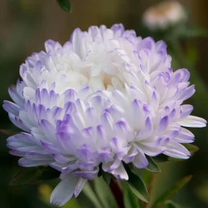 Tower Silver Aster Seeds - 50 Seeds | Peony-Type Frosted White & Lavender Flowers | Perennial Outdoor - Image 2