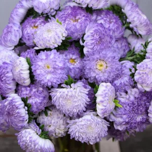 Tower Silver Aster Seeds - 50 Seeds | Peony-Type Frosted White & Lavender Flowers | Perennial Outdoor - Image 3