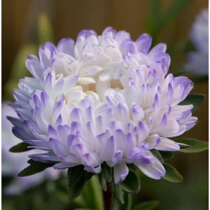 Tower Silver Aster Seeds - 50 Seeds | Peony-Type Frosted White & Lavender Flowers | Perennial Outdoor - Image 4