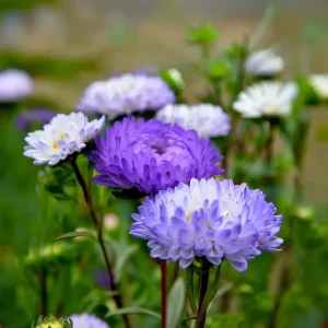 Tower Silver Aster Seeds - 50 Seeds | Peony-Type Frosted White & Lavender Flowers | Perennial Outdoor - Image 5