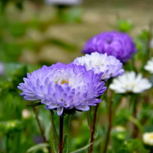Tower Silver Aster Seeds - 50 Seeds | Peony-Type Frosted White & Lavender Flowers | Perennial Outdoor - Image 6