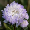 Tower Silver Aster Seeds - 50 Seeds | Peony-Type Frosted White & Lavender Flowers | Perennial Outdoor - Image 1