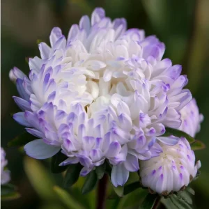 Tower Silver Aster Seeds - 50 Seeds | Peony-Type Frosted White & Lavender Flowers | Perennial Outdoor - Image 1