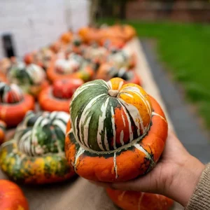Turks Turban Pumpkin Seeds - Heirloom Decorative & Edible Winter Squash - 10 Seeds - Image 3