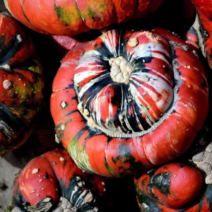 Turks Turban Pumpkin Seeds - Heirloom Decorative & Edible Winter Squash - 10 Seeds - Image 4