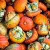 Turks Turban Pumpkin Seeds - Heirloom Decorative & Edible Winter Squash - 10 Seeds - Image 1