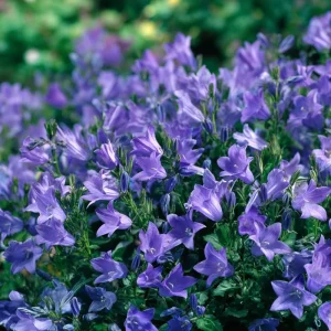 Tussock Bellflower Seeds - 700 Heirloom Campanula carpatica Seeds for Gardens & Borders - Image 2