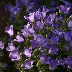Tussock Bellflower Seeds - 700 Heirloom Campanula carpatica Seeds for Gardens & Borders - Image 3