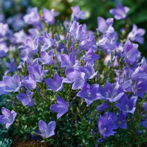 Tussock Bellflower Seeds - 700 Heirloom Campanula carpatica Seeds for Gardens & Borders - Image 4