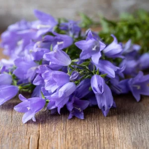 Tussock Bellflower Seeds - 700 Heirloom Campanula carpatica Seeds for Gardens & Borders - Image 1