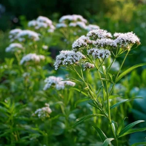 Valerian Seeds - 100 Heirloom Medicinal Herb Seeds for Relaxation - Image 4