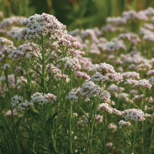 Valerian Seeds - 100 Heirloom Medicinal Herb Seeds for Relaxation - Image 5
