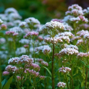 Valerian Seeds - 100 Heirloom Medicinal Herb Seeds for Relaxation - Image 6