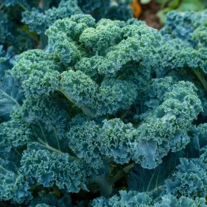 Vates Blue Curled Kale Seeds - 300 Count Packet, Cold Hardy, Heirloom Vegetable - Image 3