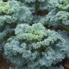Vates Blue Curled Kale Seeds - 300 Count Packet, Cold Hardy, Heirloom Vegetable - Image 1