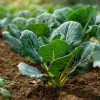 Vates Collard Seeds - 200 Heirloom Leafy Green Vegetable Seeds - Image 1