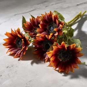 Velvet Queen Sunflower Seeds - 25 Heirloom Helianthus annuus for Gardens - Image 3