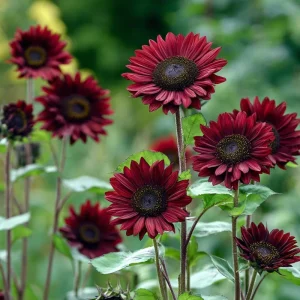 Velvet Queen Sunflower Seeds - 25 Heirloom Helianthus annuus for Gardens - Image 5