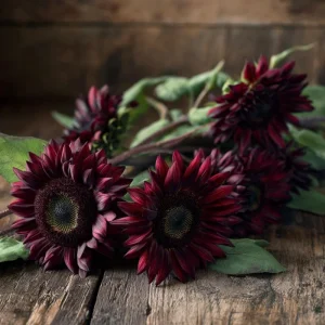 Velvet Queen Sunflower Seeds - 25 Heirloom Helianthus annuus for Gardens - Image 6