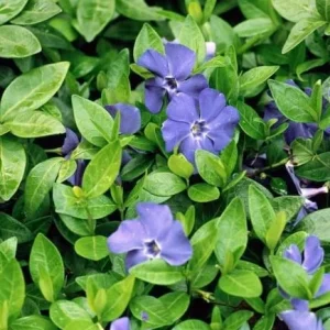 Vinca Minor Bowles Live Plant - 2 Plants, 4-Inch Pot, Violet-Blue Flowers, Evergreen Groundcover - Image 2