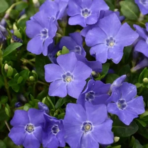 Vinca Minor Bowles Live Plant - 2 Plants, 4-Inch Pot, Violet-Blue Flowers, Evergreen Groundcover - Image 3
