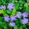 Vinca Minor Bowles Live Plant - 2 Plants, 4-Inch Pot, Violet-Blue Flowers, Evergreen Groundcover - Image 1