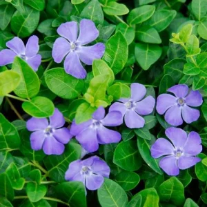 Vinca Minor Bowles Live Plant - 2 Plants, 4-Inch Pot, Violet-Blue Flowers, Evergreen Groundcover - Image 1