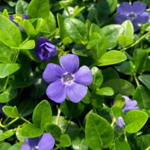 Vinca Minor Bowles Live Plant - 2 Plants, 4-Inch Pot, Violet-Blue Flowers, Evergreen Groundcover - Image 4