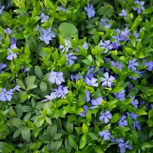 Vinca Minor Bowles Live Plant - 2 Plants, 4-Inch Pot, Violet-Blue Flowers, Evergreen Groundcover - Image 5