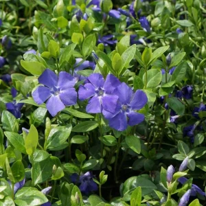 Vinca Minor Bowles Live Plant - 2 Plants, 4-Inch Pot, Violet-Blue Flowers, Evergreen Groundcover - Image 6