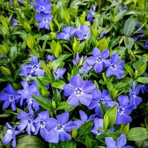Vinca Minor Bowles Live Plant - 2 Plants, 4-Inch Pot, Violet-Blue Flowers, Evergreen Groundcover - Image 7
