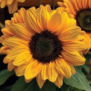 Vincent Choice F1 Sunflower Seeds - 20 Untreated Helianthus Annus, Tall Yellow Blooms - Image 2