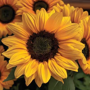 Vincent Choice F1 Sunflower Seeds - 20 Untreated Helianthus Annus, Tall Yellow Blooms - Image 3