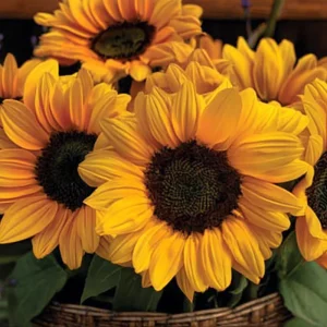 Vincent Choice F1 Sunflower Seeds - 20 Untreated Helianthus Annus, Tall Yellow Blooms - Image 4