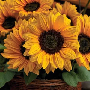Vincent Choice F1 Sunflower Seeds - 20 Untreated Helianthus Annus, Tall Yellow Blooms - Image 1