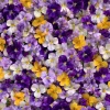 Viola Seeds Sorbet Series Mix - Multicolor Flowers - 25 Seeds - Hardy Annual - Image 1